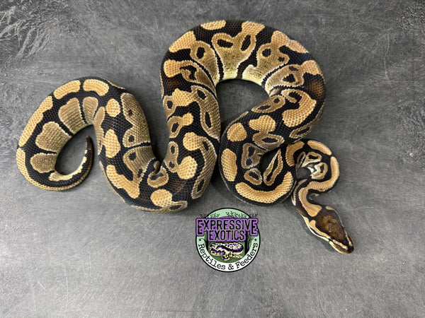 100% het VPI Axanthic / Clown / Piebald - Female