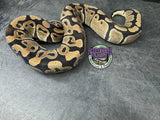 100% het VPI Axanthic / Clown / Piebald - Female