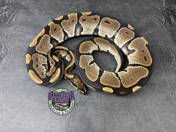 100% dbl het Tri-Stripe / Hypo - Male