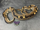 100% dbl het Tri-Stripe / Hypo - Male