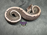VPI Axanthic Pinstripe 100% het Piebald 66% het Desert Ghost - Female