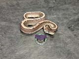 VPI Axanthic Pinstripe 100% het Piebald 66% het Desert Ghost - Female