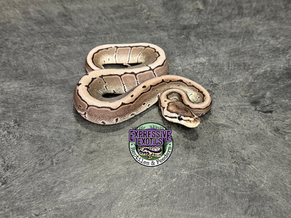 VPI Axanthic Pinstripe 100% het Piebald 66% het Desert Ghost - Female