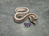 VPI Axanthic Pinstripe 100% het Piebald 66% het Desert Ghost - Female