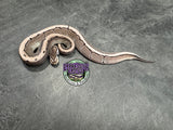 VPI Axanthic Pinstripe 100% het Piebald 66% het Desert Ghost - Female