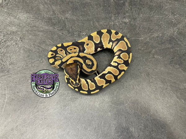 100% dbl het VPI Axanthic / Desert Ghost 50% het Piebald - Female