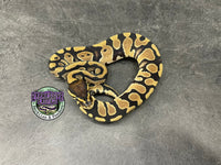 100% dbl het VPI Axanthic / Desert Ghost 50% het Piebald - Female