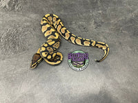 100% dbl het VPI Axanthic / Desert Ghost 50% het Piebald - Female