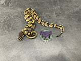 100% dbl het VPI Axanthic / Desert Ghost 50% het Piebald - Female