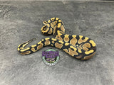 100% dbl het VPI Axanthic / Desert Ghost 50% het Piebald - Female