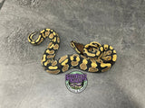 100% dbl het VPI Axanthic / Desert Ghost 50% het Piebald - Female