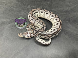 Pastel VPI Axanthic Clown - Male