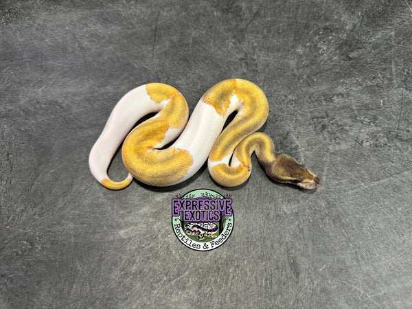 Mojave Piebald 66% het Desert Ghost / VPI Axanthic - Female