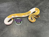 Mojave Piebald 66% het Desert Ghost / VPI Axanthic - Female