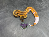Pinstripe Piebald 66% het Desert Ghost / VPI Axanthic - Male