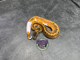 Pinstripe Piebald 66% het Desert Ghost / VPI Axanthic - Male
