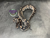 VPI Axanthic Black Head Red Gene 66% het Piebald 50% het Lavender Albino - Female