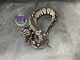 VPI Axanthic Black Head Red Gene 66% het Piebald 50% het Lavender Albino - Female