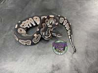 VPI Axanthic Black Head Red Gene 66% het Piebald 50% het Lavender Albino - Female