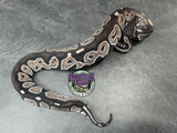 VPI Axanthic Black Head Red Gene 66% het Piebald 50% het Lavender Albino - Female