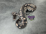 VPI Axanthic Black Head Red Gene 66% het Piebald 50% het Lavender Albino - Female