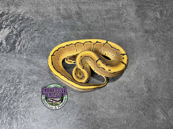 Pinstripe 100% Het Piebald 66% Het VPI Axanthic - Female