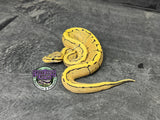 Desert Ghost Pinstripe 100% Het Piebald 66% Het VPI Axanthic - Male