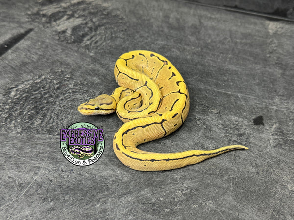 Desert Ghost Pinstripe 100% Het Piebald 66% Het VPI Axanthic - Male