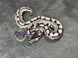 VPI Axanthic Puzzle - Female