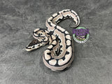 VPI Axanthic Puzzle - Female