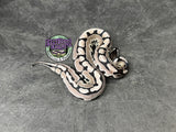 VPI Axanthic Puzzle - Female