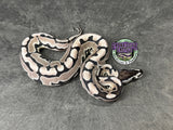 VPI Axanthic Puzzle - Female
