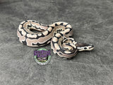 VPI Axanthic Puzzle - Female