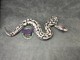 Pastel VPI Axanthic Puzzle - Male