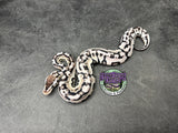 Pastel VPI Axanthic Puzzle - Male