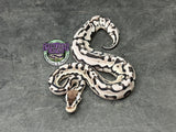 Pastel VPI Axanthic Puzzle - Male