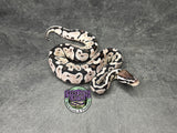 Pastel VPI Axanthic 100% het Puzzle - Female