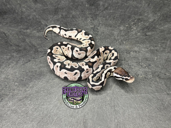 Pastel VPI Axanthic 100% het Puzzle - Female