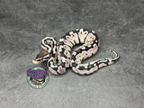 Pastel VPI Axanthic 100% het Puzzle - Female