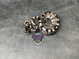 VPI Axanthic 100% het Piebald 66% het Desert Ghost - Female