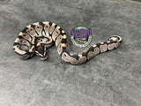 VPI Axanthic 100% het Piebald 66% het Desert Ghost - Female