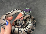 VPI Axanthic 100% het Piebald 66% het Desert Ghost - Female