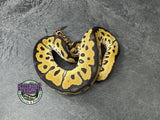 Clown 100% het VPI Axanthic 50% het Piebald - Male