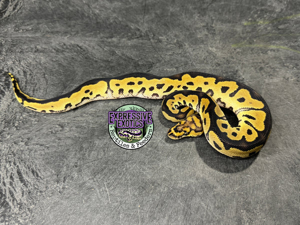 Clown 100% het VPI Axanthic 50% het Piebald - Male