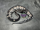 VPI Axanthic Black Head 50% het Piebald / Lavender Albino - Female
