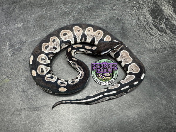 VPI Axanthic Black Head 50% het Piebald / Lavender Albino - Female