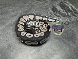 VPI Axanthic Black Head 50% het Piebald / Lavender Albino - Female