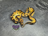 Clown Het VPI Axanthic 66% het Piebald - Male