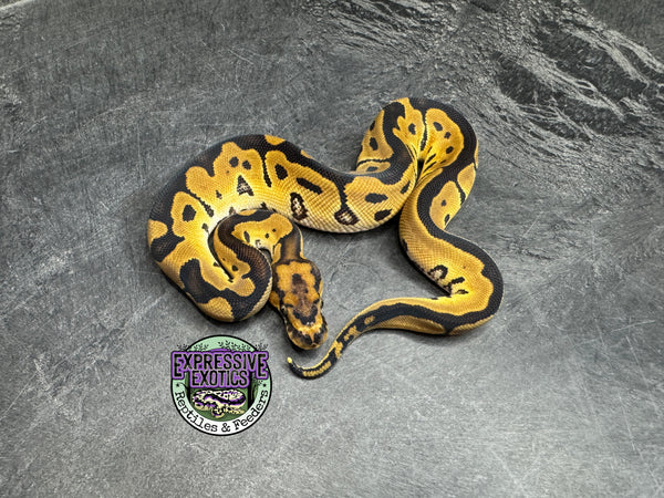 Clown Het VPI Axanthic 66% het Piebald - Male