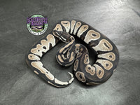 VPI Axanthic Black Head Red Gene 66% het Piebald 50% het Lavender Albino - Male